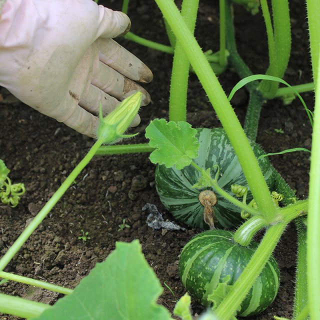 かぼちゃミルクジャム140g | NORTH FARM STOCK | ノースファーム