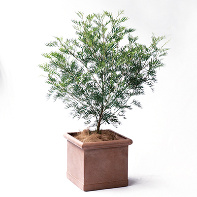 植木鉢／樹脂製鉢／軽量鉢／プランター】CLタブポット 65cm (EB-18045765)