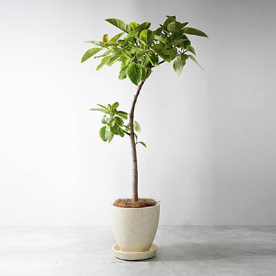 観葉植物ポット付き アルテシマ フォリオ エッグ クリームf30 H28 送料無料