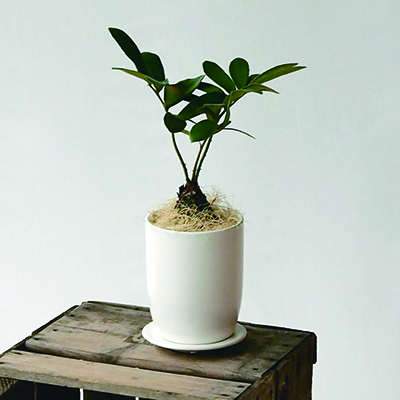 インテリア鉢／室内用植木鉢／陶器鉢／白鉢】オスト トールエッグΦ13cm