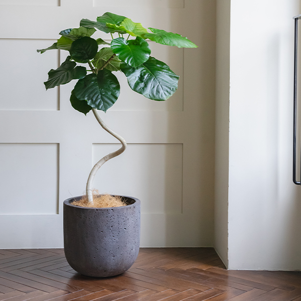 ファイバーセメント製／植木鉢／プランター】ロッカー Uポット 55cm