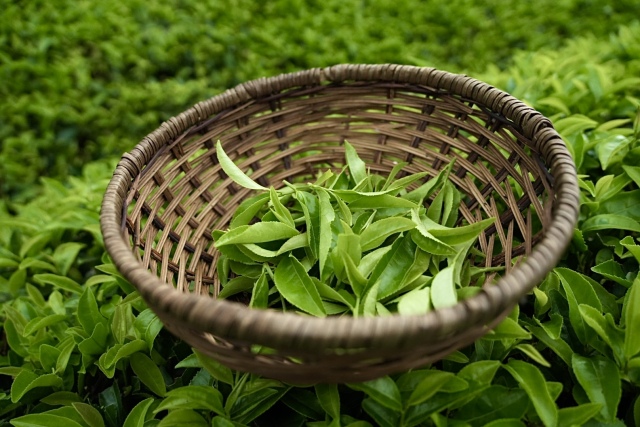 めずらしい「生茶葉」茶畑から直送！元気な生き生きとした夏の茶葉