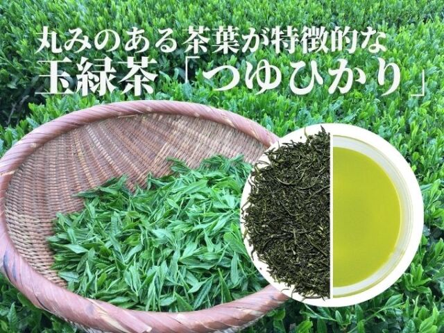 丸みのある茶葉が特徴的な玉緑茶「つゆひかり」