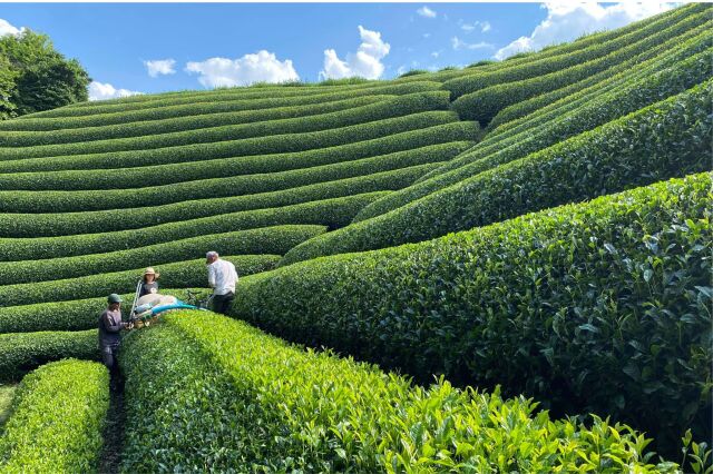 湯呑 中国 透かし 花火 花びら 葉 草 5脚 茶器 星燈社 茶筒 150g 茶葉用 日本製 小 和柄 和 むくげ こはる