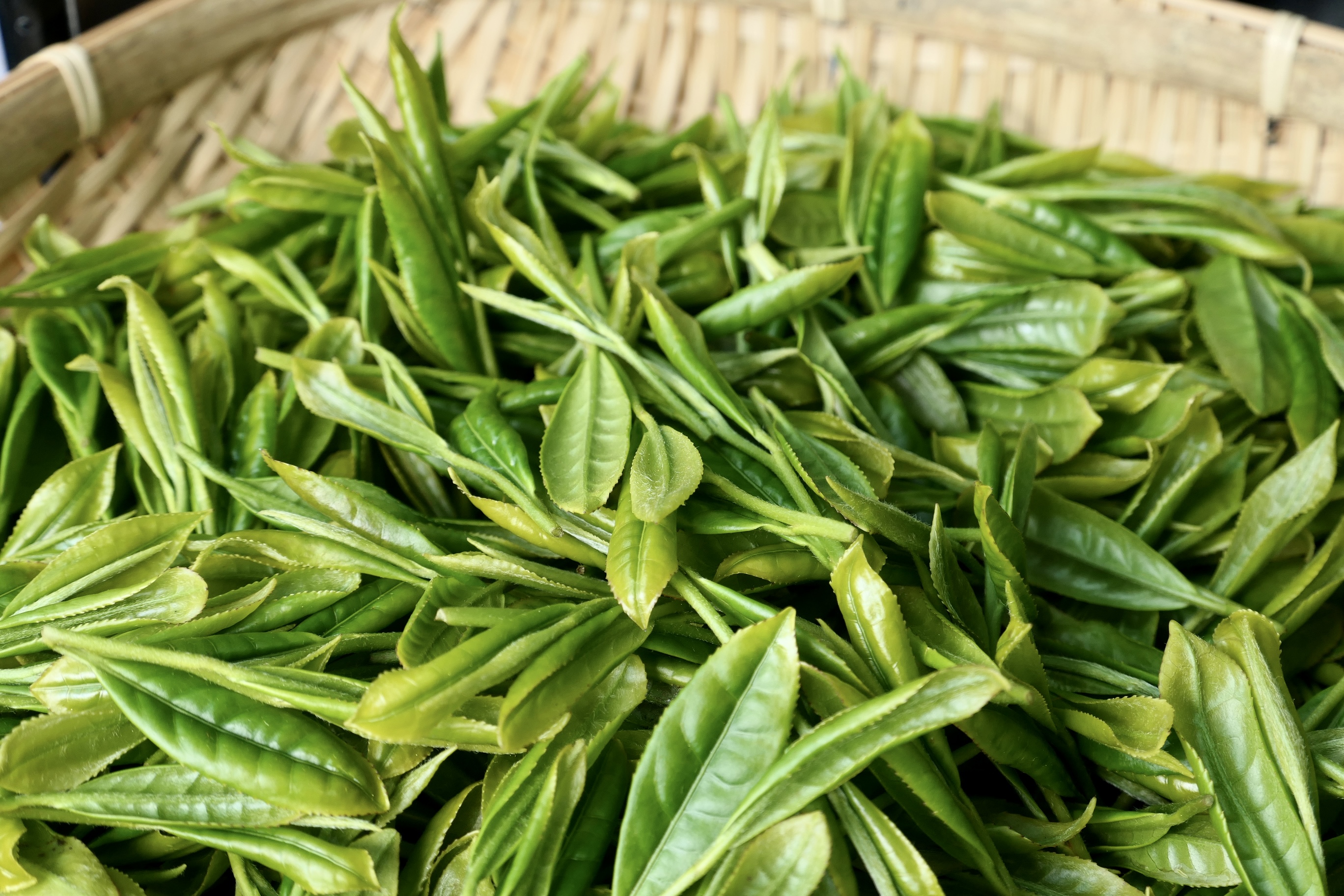 茶葉
