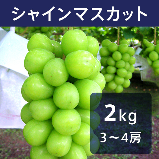 送料無料】シャインマスカット 2kg｜小布施屋