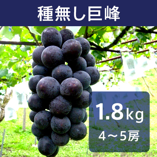 ぶどう 種無し巨峰 約1.8kg（送料無料）【申込期限：9月30日まで】