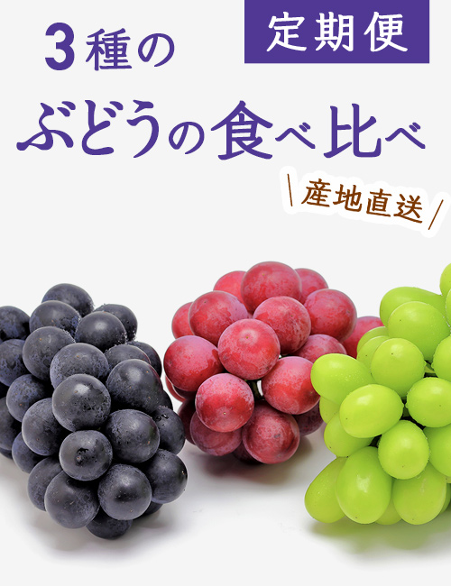 3種のぶどうの食べ比べ定期便(約1kg×3回)（送料無料）【申込期限：9月7日まで】