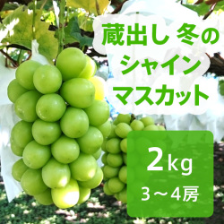 ぶどう 蔵出し 冬のシャインマスカット 約2kg(送料無料) 今食べられる