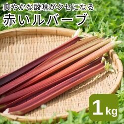 ルバーブ 約1kg（送料無料）