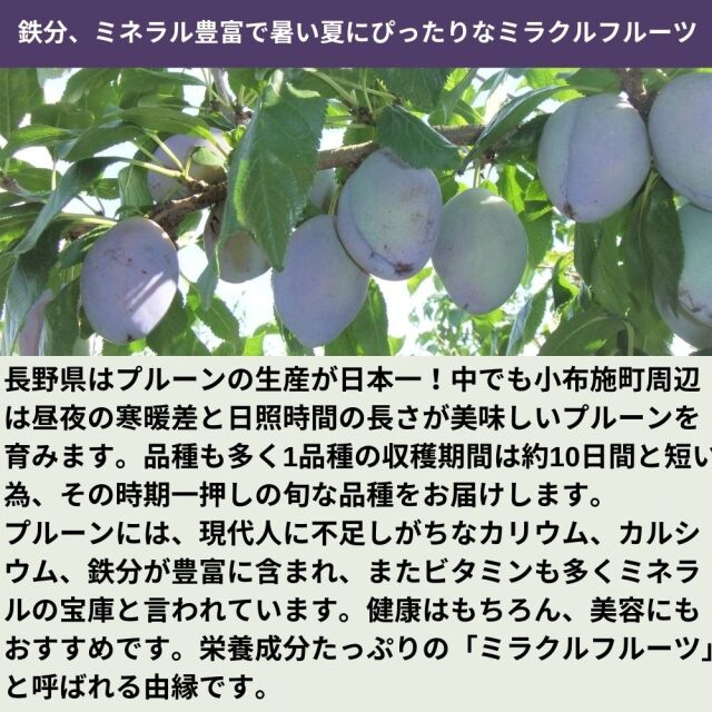 送料無料】旬の生プルーン 約2kg
