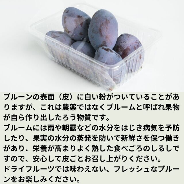 送料無料】旬の生プルーン 約2kg