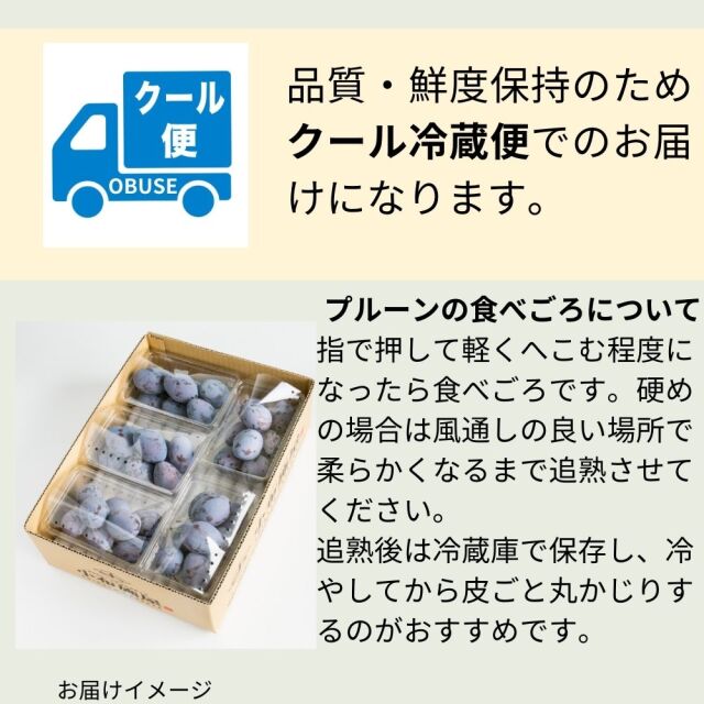 送料無料】旬の生プルーン 約2kg