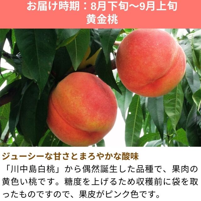 桃 黄金桃 約3kg(送料無料)