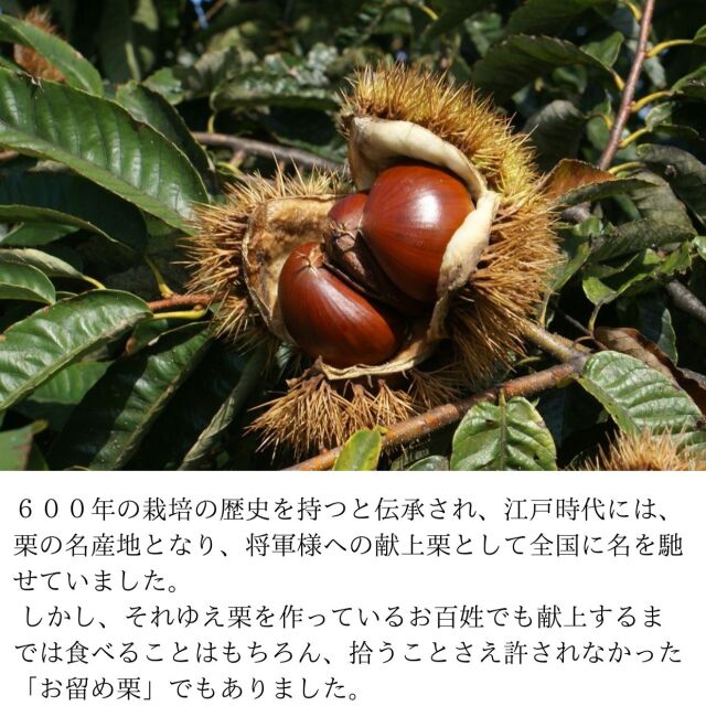 送料無料】小布施栗 2Lサイズ 約2kg