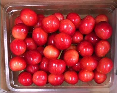 さくらんぼ 佐藤錦 約500g(送料無料)【申込期限:6月14日まで】 さくらんぼ 紅秀峰 500g