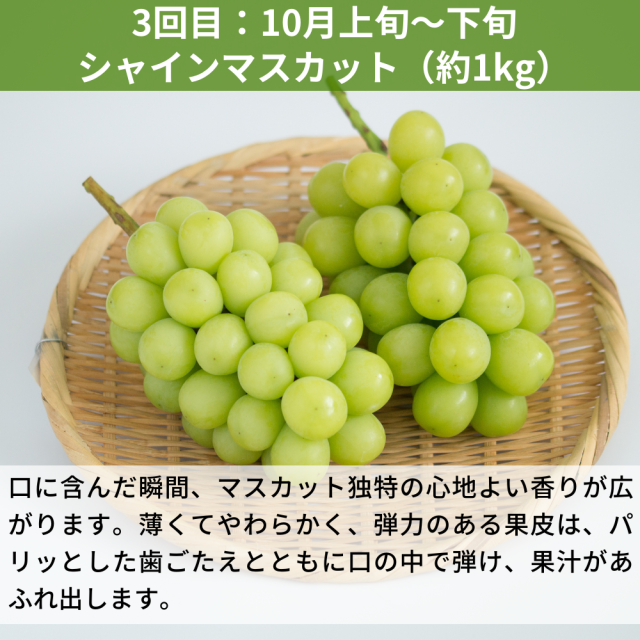 3種のぶどうの食べ比べ定期便(約1kg×3回)(送料無料)【申込期限:9月6日まで】