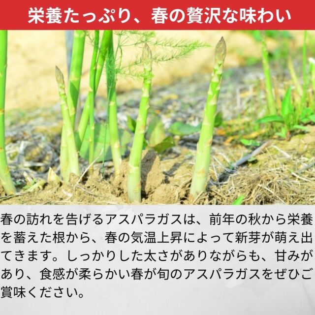 アスパラガス 約1kg L~2Lサイズ 約24～35本前後