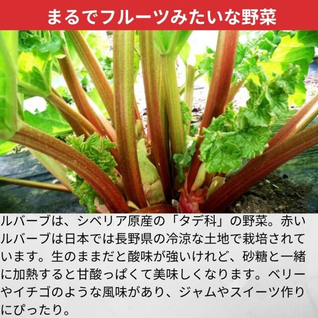 ルバーブ 約1kg