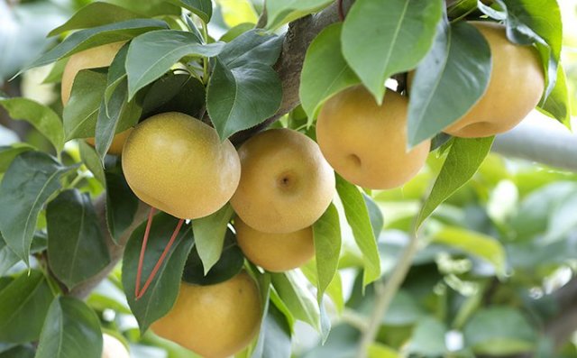 送料無料】梨 南水 約5kg｜小布施屋