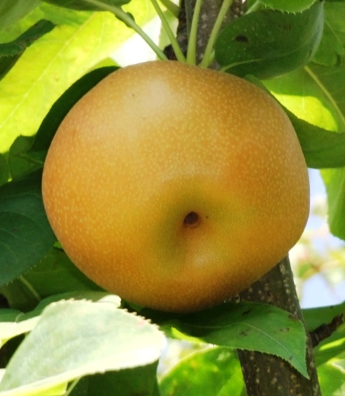 送料無料】梨 南水 約5kg｜小布施屋