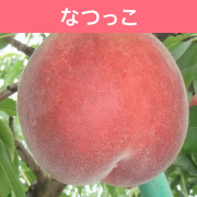 桃 なつっこ 約3kg（送料無料）【申込期限：8月9日まで】