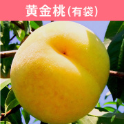 桃 黄金桃(有袋) 約3kg（送料無料）【申込期限：8月22日まで】