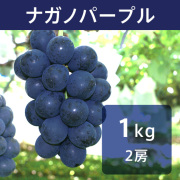ぶどう ナガノパープル 約1kg（送料無料）【申込期限：9月30日まで】