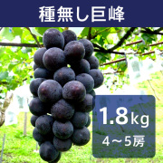 ぶどう 種無し巨峰 約1.8kg（送料無料）【申込期限：9月19日まで】