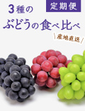 3種のぶどうの食べ比べ定期便(約1kg×3回)（送料無料）【申込期限：9月6日まで】