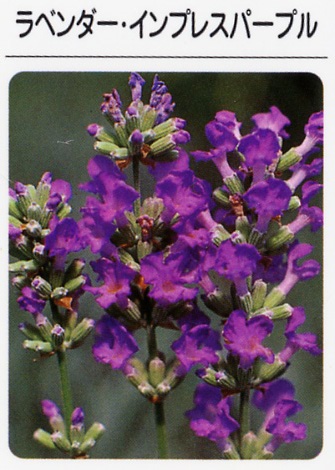 ラベンダー　インプレスパープル（3寸ポット）ハーブ苗　