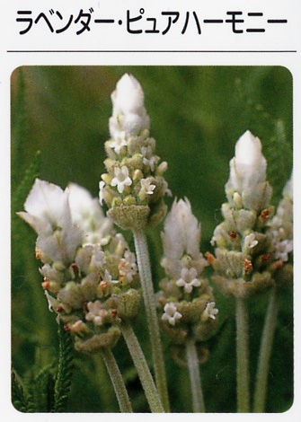 ラベンダー ピュアハーモニー 3寸ポット ハーブ苗 ラベンダー ピュアハーモニー 3寸ポット ハーブ苗