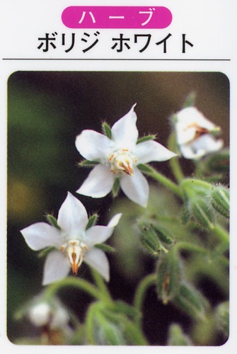 ボリジ（ホワイト）　（3寸ポット）ハーブ苗　