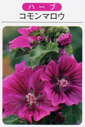 コモンマロー（3寸ポット）ハーブ苗　