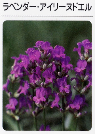 ラベンダー　アイリーヌドエル（3寸ポット）ハーブ苗　