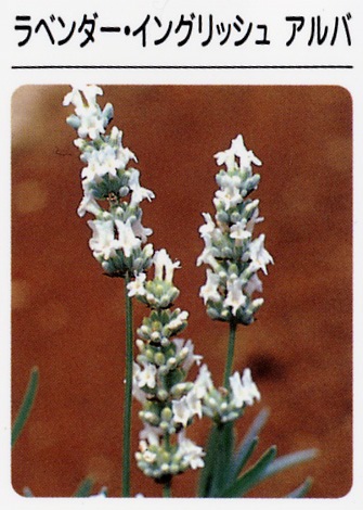 ラベンダー　イングリッシュアルバ（白花）　（3寸ポット）ハーブ苗　