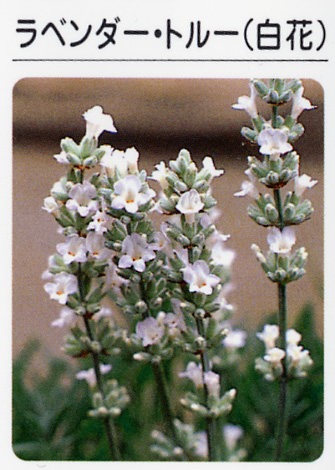 ラベンダー　トルー（白花）　（3寸ポット）ハーブ苗　