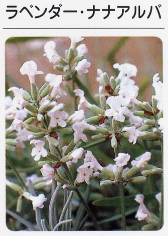 ラベンダー　ナナアルバ（白花）　（3寸ポット）ハーブ苗　