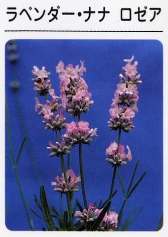 ラベンダー　ナナロゼア（ピンク）　（3寸ポット）ハーブ苗　