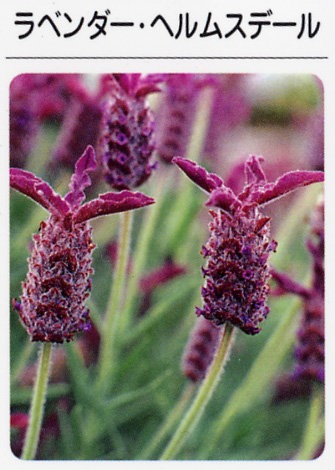 ラベンダー　ヘルムスデール（3寸ポット）ハーブ苗　