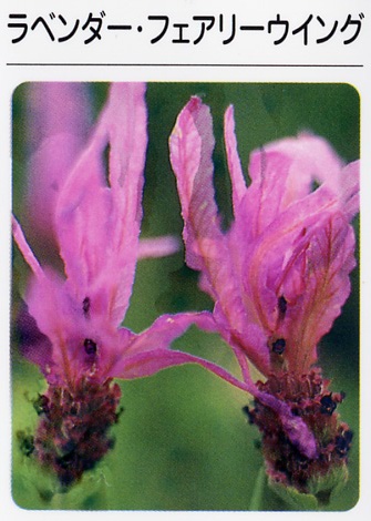 ラベンダー　フェアリーウイング（3寸ポット）ハーブ苗　