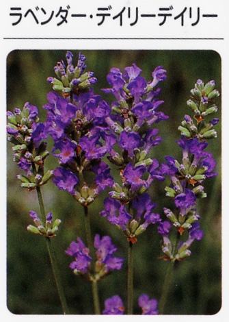 ラベンダー　デイリーデイリー（3寸ポット） ハーブ苗　