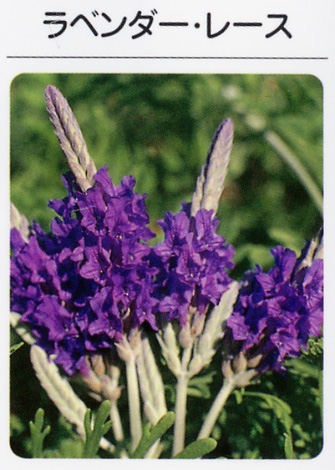 ラベンダー　レース（3寸ポット）ハーブ苗　