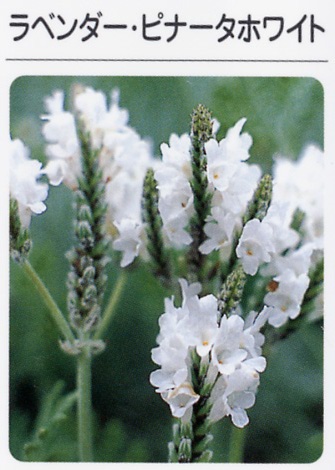 ラベンダー　ピナータ　ホワイト（3寸ポット）ハーブ苗　