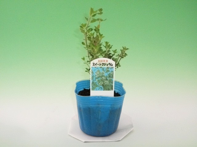 スイートマジョラム　（3寸ポット）　ハーブ苗