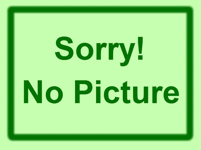 タイバジル（3寸ポット）　ハーブ苗