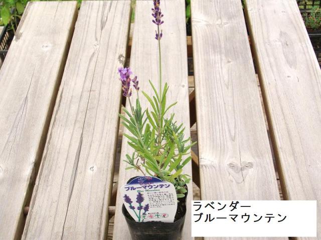 ラベンダーブルーマウンテン