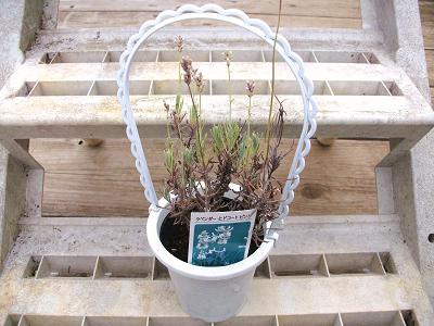 ラベンダーヒドコートピンク