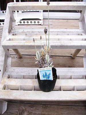 ラベンダー・ウイリー