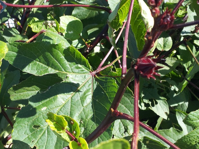 ハイビスカスローゼル